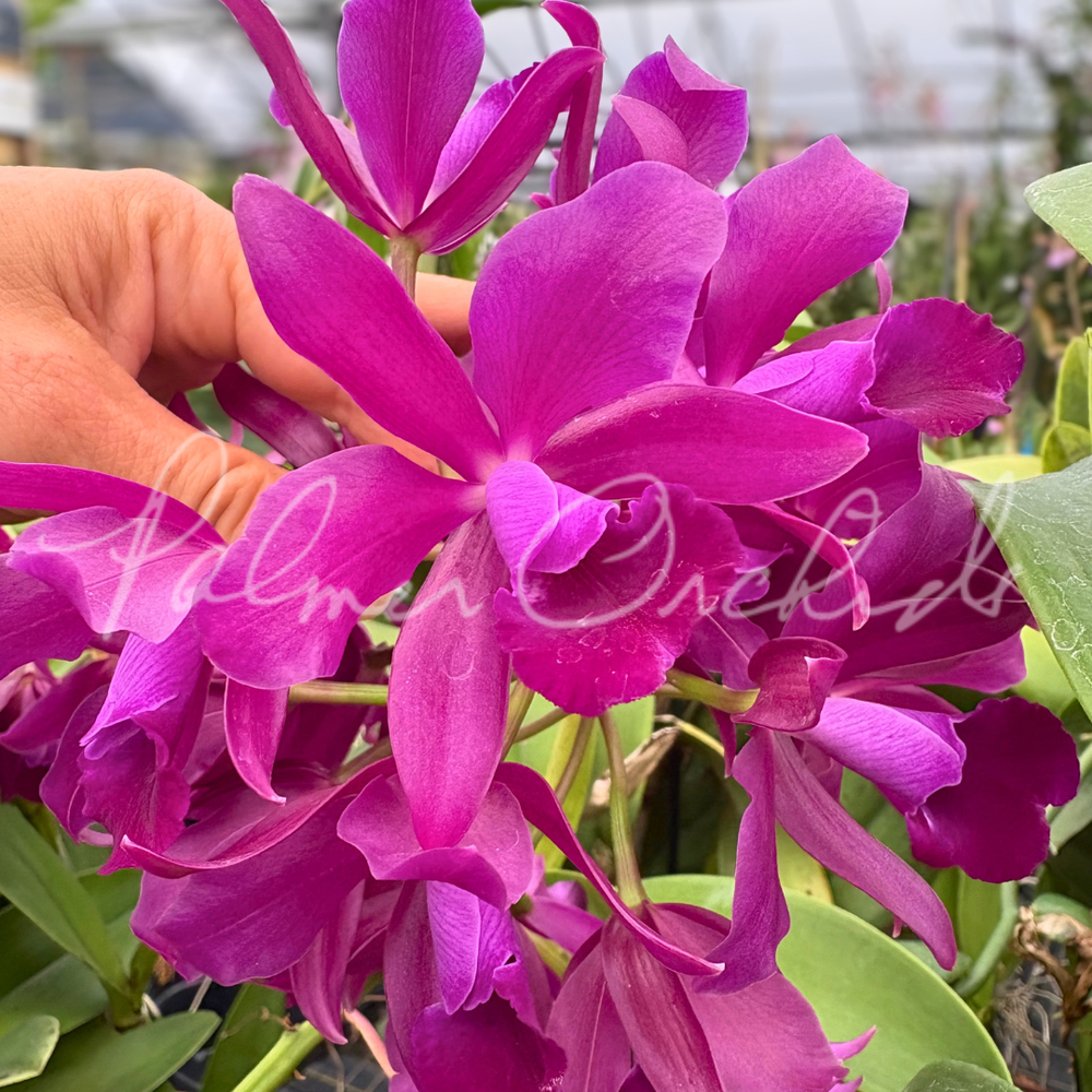 Ctt. Bactia 'Grape Wax' — Palmer Orchids
